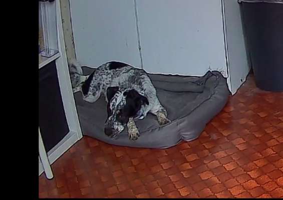 TierschutzhundeStammtisch🐕-Beitrag-Bild