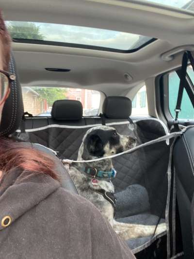 TierschutzhundeStammtisch🐕-Beitrag-Bild