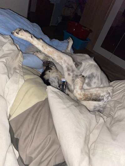 TierschutzhundeStammtisch🐕-Beitrag-Bild