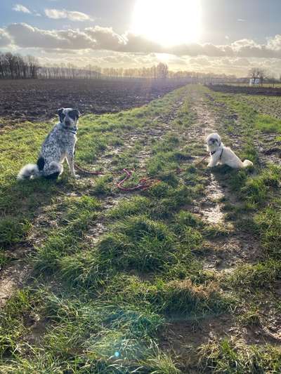 TierschutzhundeStammtisch🐕-Beitrag-Bild