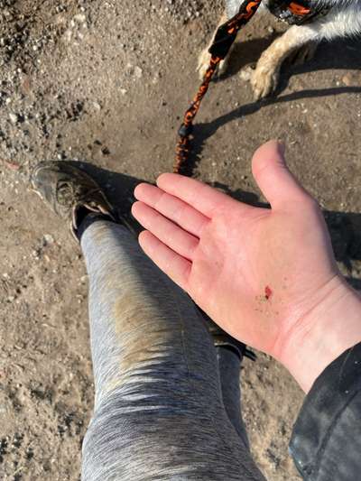 TierschutzhundeStammtisch🐕-Beitrag-Bild