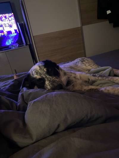 TierschutzhundeStammtisch🐕-Beitrag-Bild