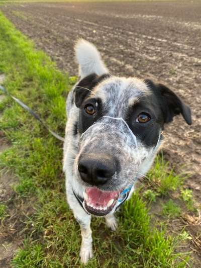 TierschutzhundeStammtisch🐕-Beitrag-Bild