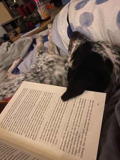 TierschutzhundeStammtisch🐕-Beitrag-Bild