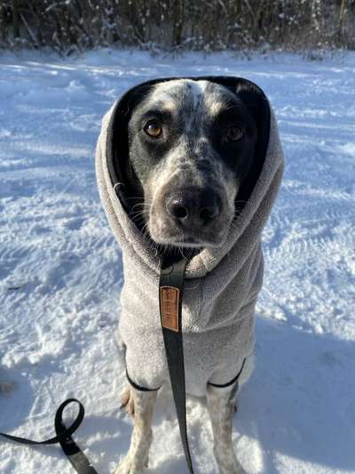 TierschutzhundeStammtisch🐕-Beitrag-Bild