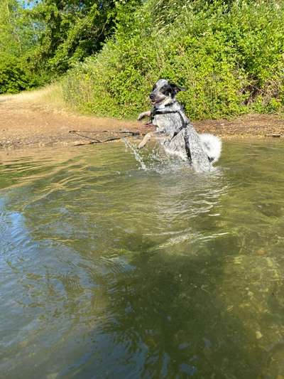 TierschutzhundeStammtisch🐕-Beitrag-Bild