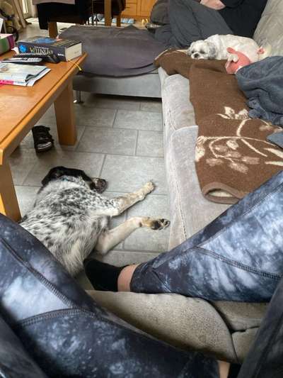 TierschutzhundeStammtisch🐕-Beitrag-Bild