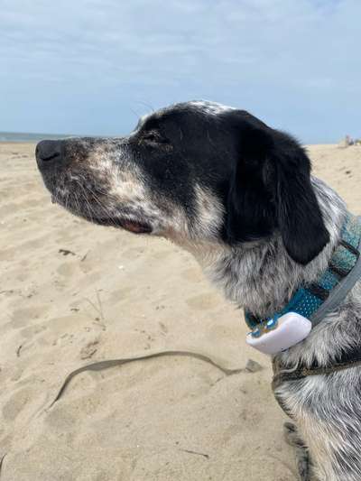 TierschutzhundeStammtisch🐕-Beitrag-Bild