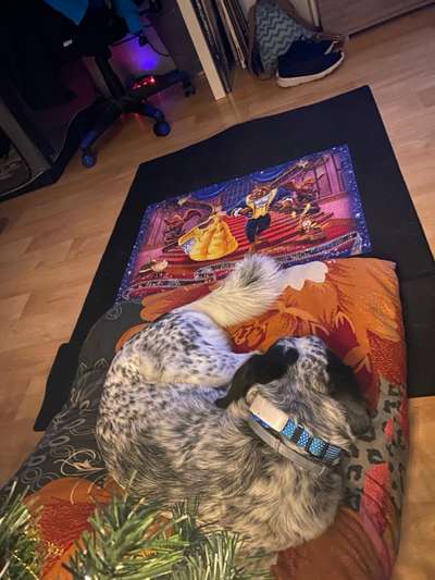 TierschutzhundeStammtisch🐕-Beitrag-Bild