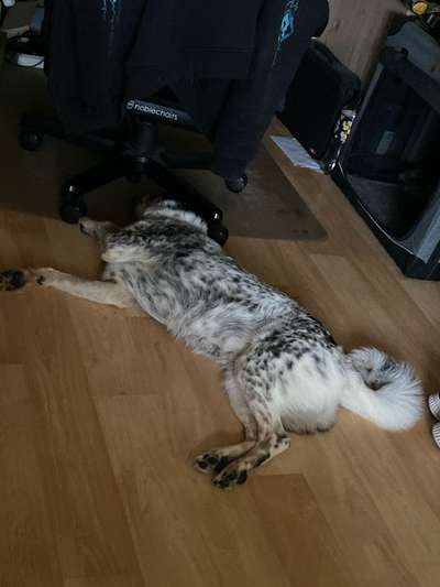 TierschutzhundeStammtisch🐕-Beitrag-Bild