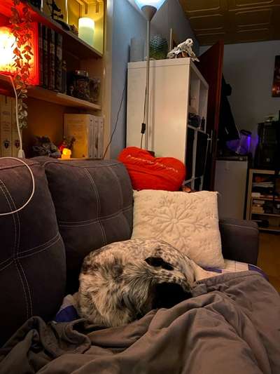 TierschutzhundeStammtisch🐕-Beitrag-Bild