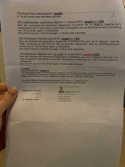 TierschutzhundeStammtisch🐕-Beitrag-Bild