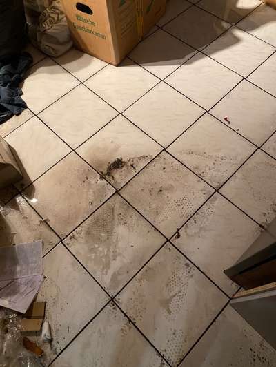 TierschutzhundeStammtisch🐕-Beitrag-Bild