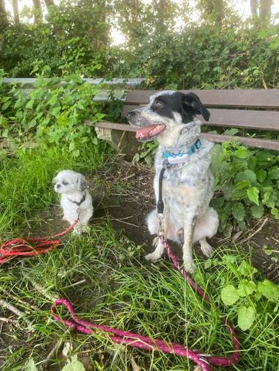 TierschutzhundeStammtisch🐕-Beitrag-Bild