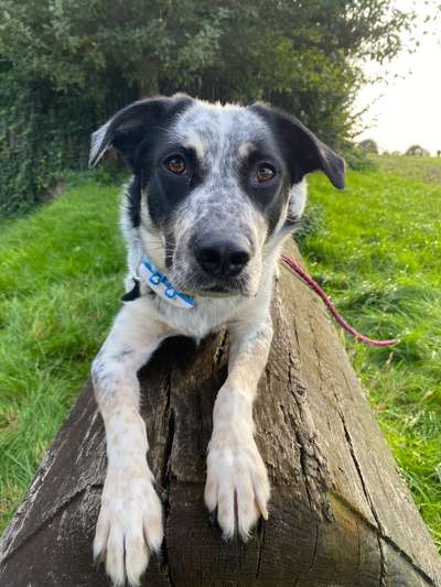 TierschutzhundeStammtisch🐕-Beitrag-Bild