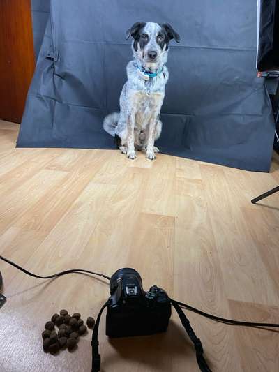 TierschutzhundeStammtisch🐕-Beitrag-Bild