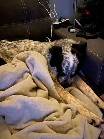 TierschutzhundeStammtisch🐕-Beitrag-Bild