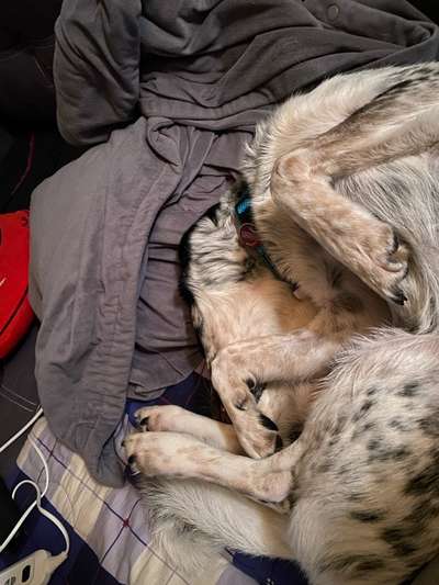 TierschutzhundeStammtisch🐕-Beitrag-Bild