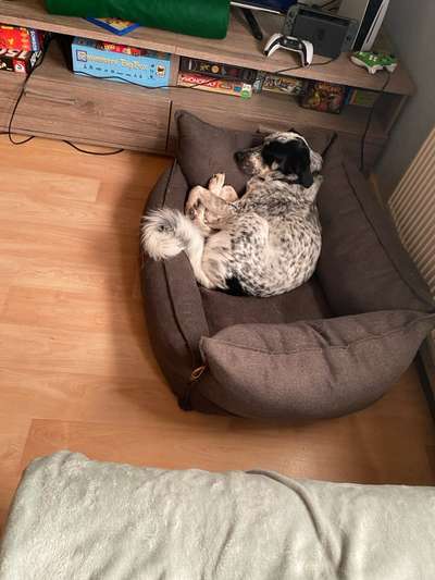 TierschutzhundeStammtisch🐕-Beitrag-Bild