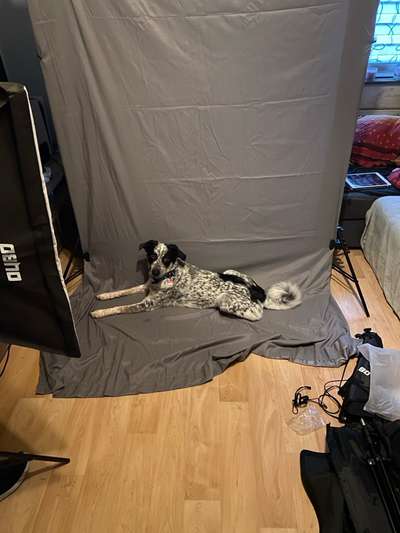 TierschutzhundeStammtisch🐕-Beitrag-Bild