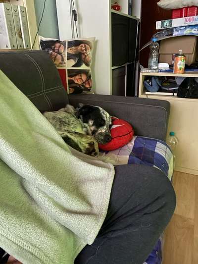 TierschutzhundeStammtisch🐕-Beitrag-Bild