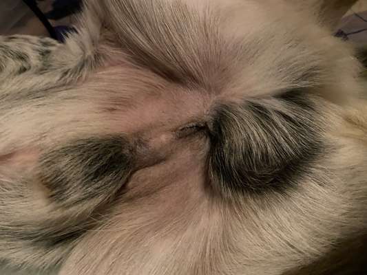 Kastrationswunde-Beitrag-Bild