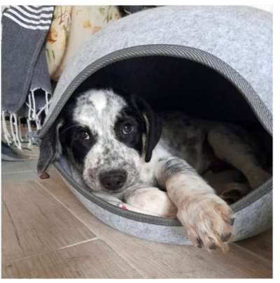 TierschutzhundeStammtisch🐕-Beitrag-Bild