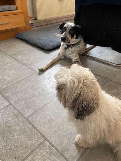 TierschutzhundeStammtisch🐕-Beitrag-Bild