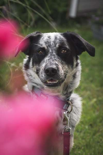 TierschutzhundeStammtisch🐕-Beitrag-Bild