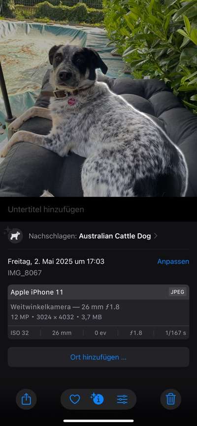 TierschutzhundeStammtisch🐕-Beitrag-Bild