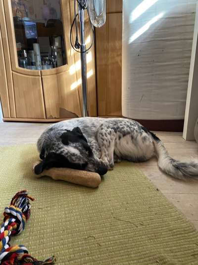 TierschutzhundeStammtisch🐕-Beitrag-Bild