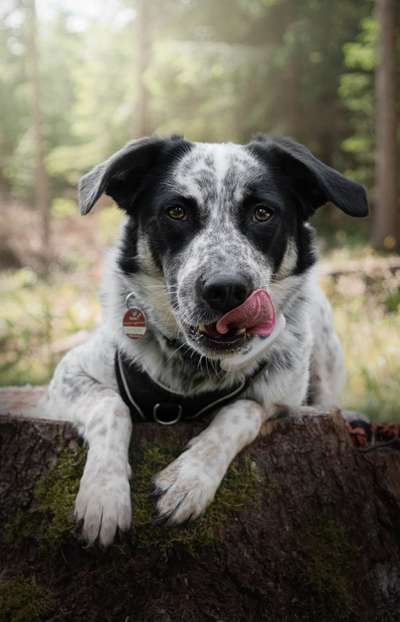 TierschutzhundeStammtisch🐕-Beitrag-Bild