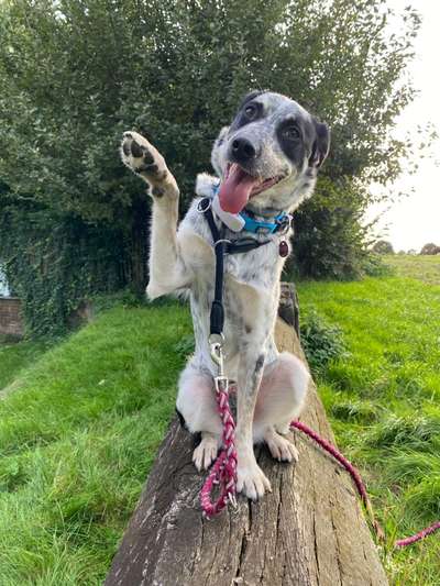 TierschutzhundeStammtisch🐕-Beitrag-Bild