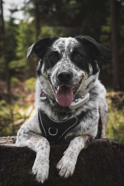 TierschutzhundeStammtisch🐕-Beitrag-Bild