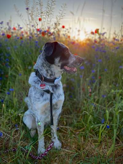 TierschutzhundeStammtisch🐕-Beitrag-Bild