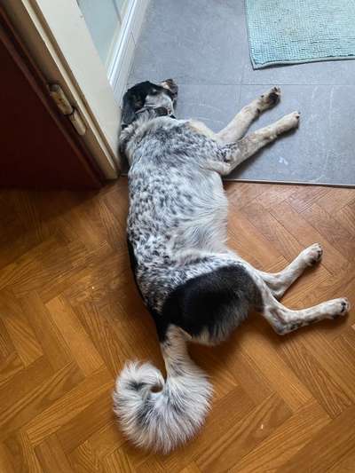 TierschutzhundeStammtisch🐕-Beitrag-Bild