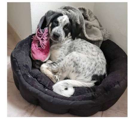 TierschutzhundeStammtisch🐕-Beitrag-Bild