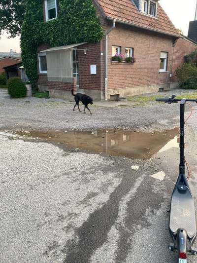 TierschutzhundeStammtisch🐕-Beitrag-Bild