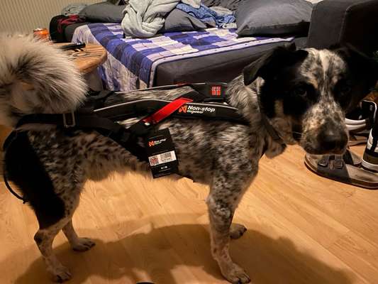 TierschutzhundeStammtisch🐕-Beitrag-Bild