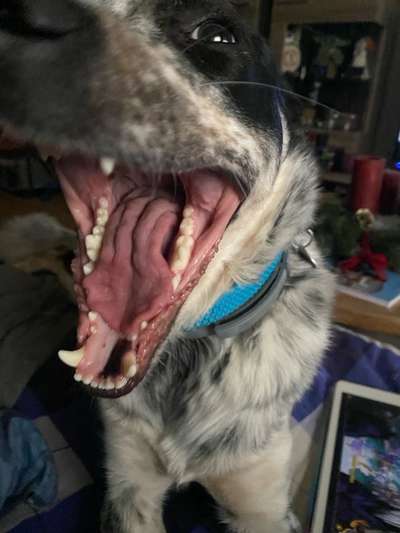 TierschutzhundeStammtisch🐕-Beitrag-Bild