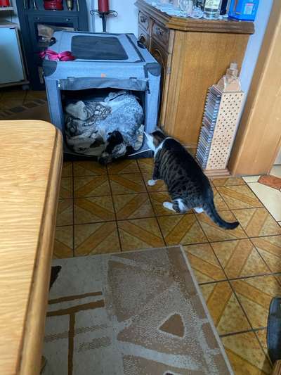 TierschutzhundeStammtisch🐕-Beitrag-Bild