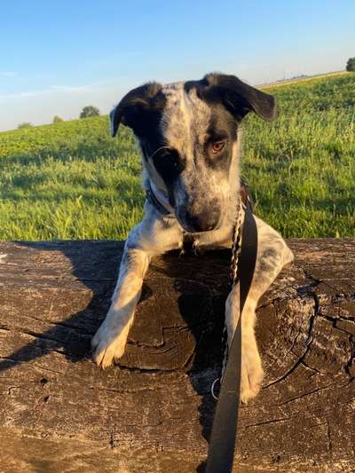 TierschutzhundeStammtisch🐕-Beitrag-Bild