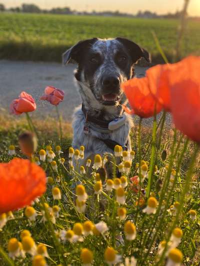 TierschutzhundeStammtisch🐕-Beitrag-Bild