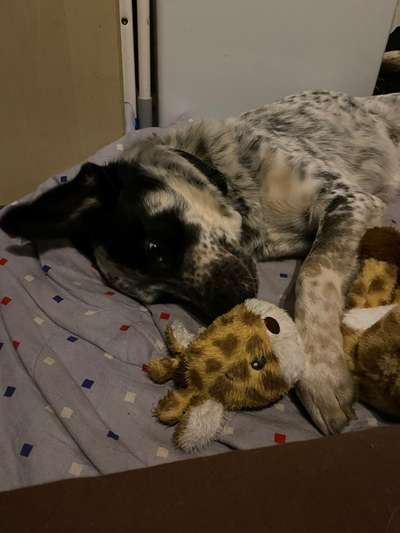 TierschutzhundeStammtisch🐕-Beitrag-Bild