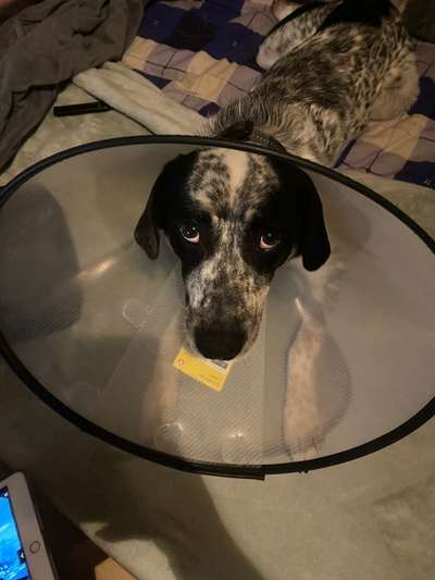 TierschutzhundeStammtisch🐕-Beitrag-Bild