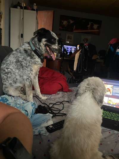 TierschutzhundeStammtisch🐕-Beitrag-Bild