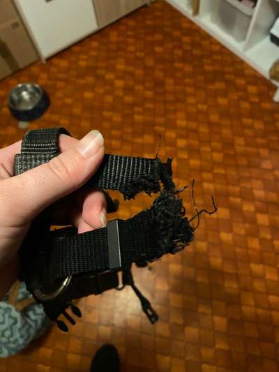 TierschutzhundeStammtisch🐕-Beitrag-Bild