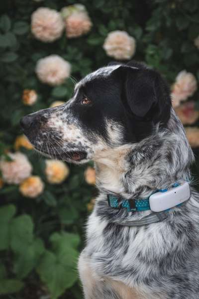 TierschutzhundeStammtisch🐕-Beitrag-Bild