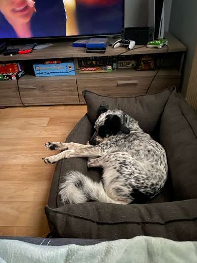 TierschutzhundeStammtisch🐕-Beitrag-Bild