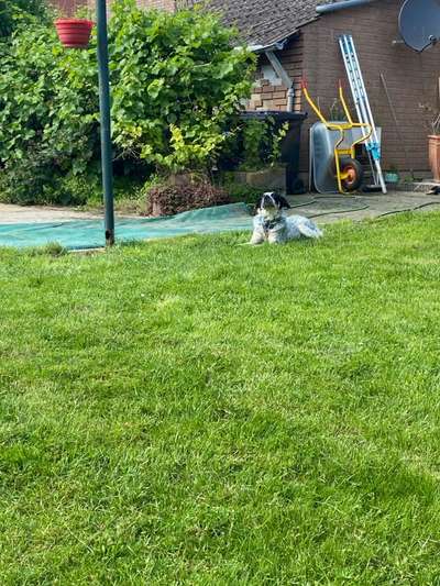 TierschutzhundeStammtisch🐕-Beitrag-Bild